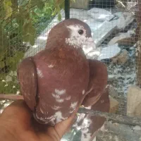 کبوتر