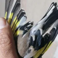 سهره ماده تقریبا آماده تیزی سفید دم سفید جوجه قفس