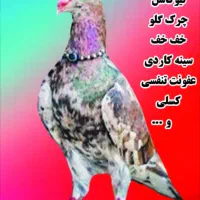 کفتر