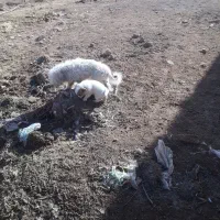 شیتیزو|سگ|زرندیه, |دیوار