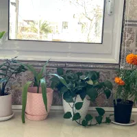 ۳ تا گل زیبا و شاداب بفروش میرسد