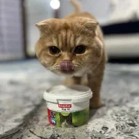 گربه اسکاتیش بریتیش نر گلد