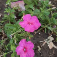 آپارتمان ۷۰ متر همکف کوچمشکی