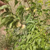 باغ 1000متری سند دار با سهمیه آب|فروش زمین و ملک کلنگی|دشتابی, |دیوار