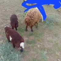 ۲راس میش و بره جملی ابستن