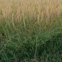 جو.هاشمی.سرد