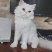 دو تا گربه پرشین یکیش فلت و دیگری سوپرفلت