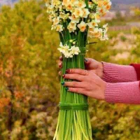 معرفی دعا نویس درجه یک