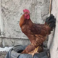 مرغ وخروس گلپایگان