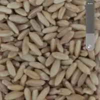 گندم بوجاری شده    کیلو     ۵۰ هزار تومان