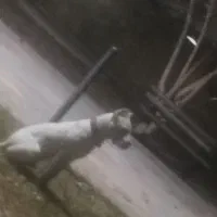 سگ داگو آرژانتین