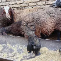 میش زاییده|حیوانات مزرعه|خمینی‌شهر, |دیوار