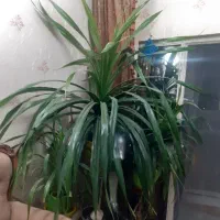 گل پاندانوس سرحال