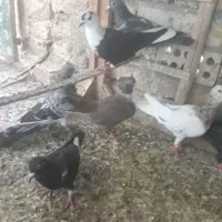 کبوتر کرباتی-نواری-سار کلاغ صید-سبز