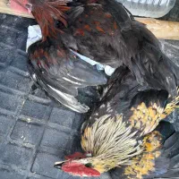 خروس محلی