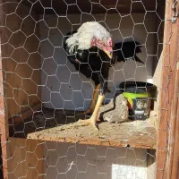 یک خروس ۱۵ماهه ودوتاجوجه ۷ماهه یک هم ۸ماهه|حیوانات مزرعه|شاهین دژ, |دیوار