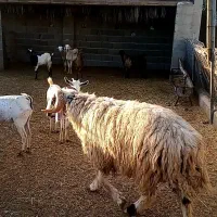 شیشک قوچ|حیوانات مزرعه|جم, |دیوار