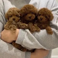 پامر / پودل / شیهواوا .شیواوا