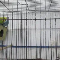 دوجفت مرغ عشق مولد