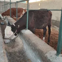 گوساله سیمینتال ماده ۵ ماهه