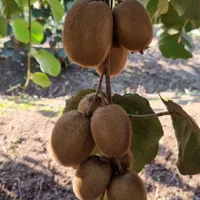 فروش باغ کیوی آماده بهره برداری با درآمد تضمینی|فروش زمین و ملک کلنگی|چابکسر, |دیوار