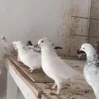 کبوتر پرش|پرنده|آمل, |دیوار