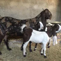 بز دوقلوزا ارتشی