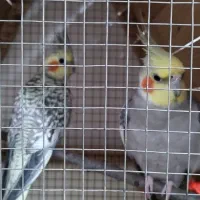 عروس هلندی نر و ماده