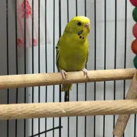 مرغ عشق و عروس هلندی