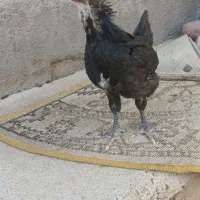 جوجه استرالوپ آلمانی
