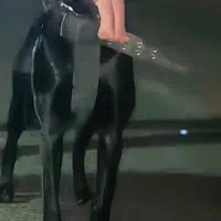 مالینویز|سگ|باقرشهر, |دیوار