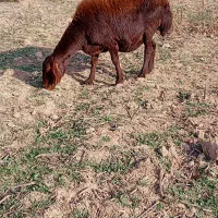 گوسفند فروشی 3تا ماده دوتا هنوز قوچ نخوردن