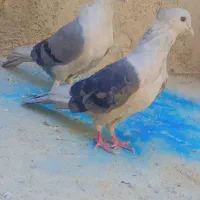 کبوتر دوکت سبز|پرنده|فلارد, |دیوار