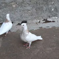 کبوتر