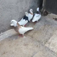 جفت طوقی با دوتا جوجه|پرنده|قم, شهرک توانیر|دیوار