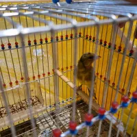 فروش سهره قناری|پرنده|اصفهان, قائمیه|دیوار