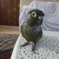 گرینچیک|حراج|محمدشهر, محمدشهر|دیوار