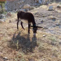 خر هیکل