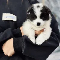 سگ پامر خرسی