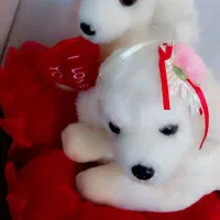 عروسک سگهای عاشق نو هست سایزش بزرگ