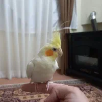 عروس هلندی دستی نر