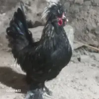 حیوانات مزرعه|حیوانات مزرعه|قم, لبچال|دیوار