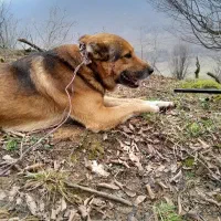 گمشده سگ چوپانی و شکاری