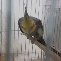 معاوضه  با کفتر فوری