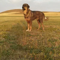 توله پژدر اصیل  نر و ماده