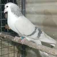 کفتر چادری رنگی