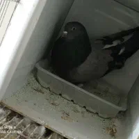 ماده سبز اصفهانی پر