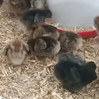 جوجه مرغ و خروس گلپایگان