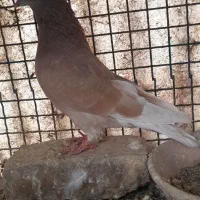 کبوتر|پرنده|پاکدشت, خاتون آباد|دیوار