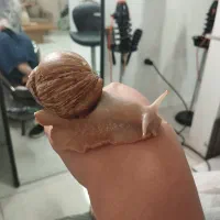 حلزون آلپینو|خزنده|سبزوار, قائم|دیوار